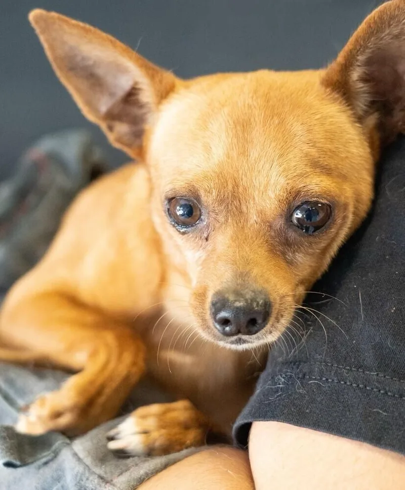 Mcintosh Red thumbnail 4