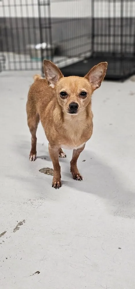 Mcintosh Red thumbnail 5