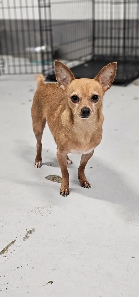 Mcintosh Red thumbnail 6