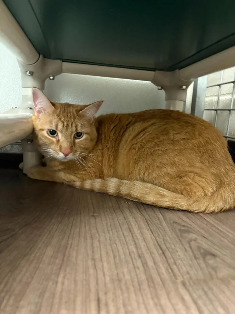 A young medium-sized male Domestic Short Hair cat named Simba for adoption in Gillette, WY