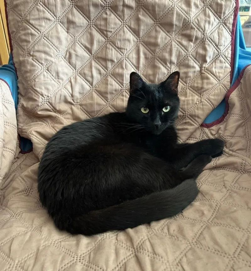An adult medium-sized female Domestic Short Hair cat named Onyx for adoption in New York, NY