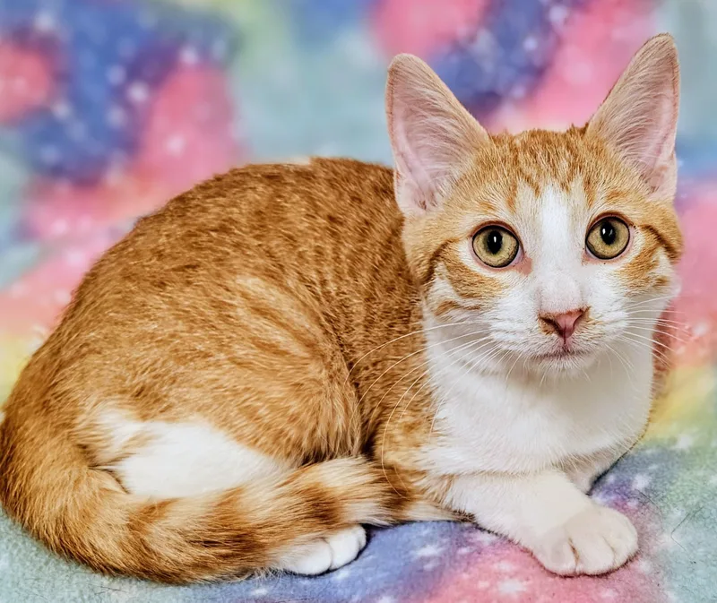 A baby medium-sized male Orange & White Domestic Short Hair cat named Merlin Rancho Cucamonga for adoption in Yorba Linda, CA