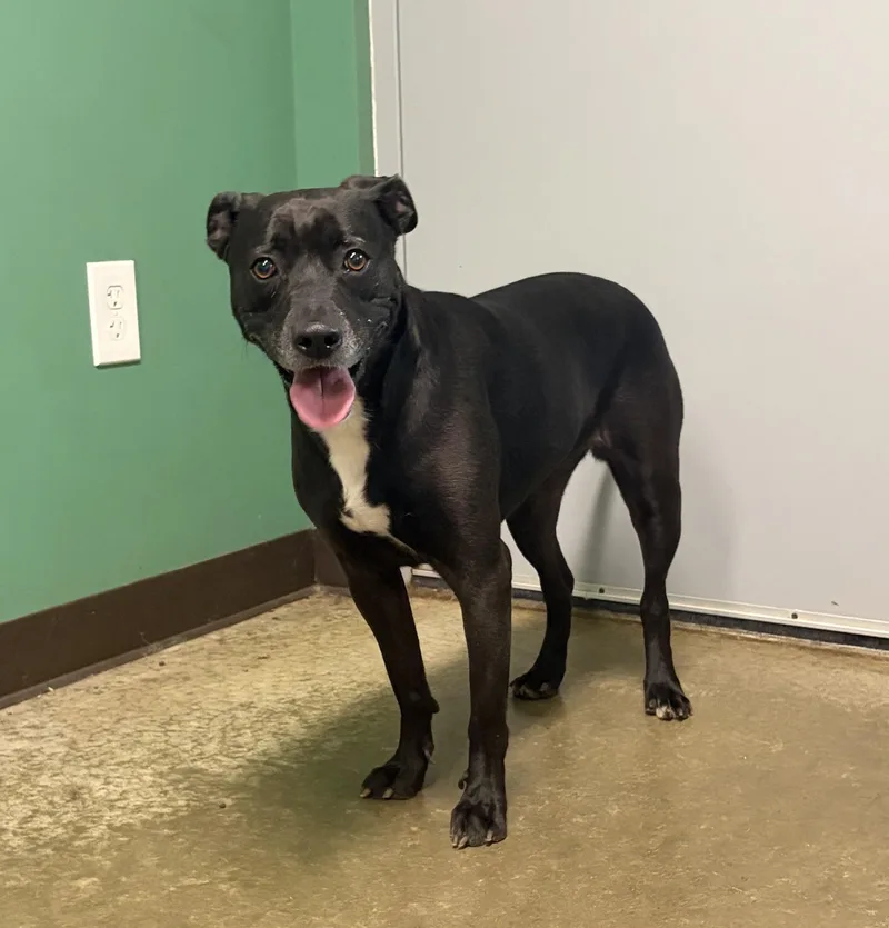 An adult medium-sized female Black Pit Bull Terrier dog named Veronica for adoption in Seneca, PA