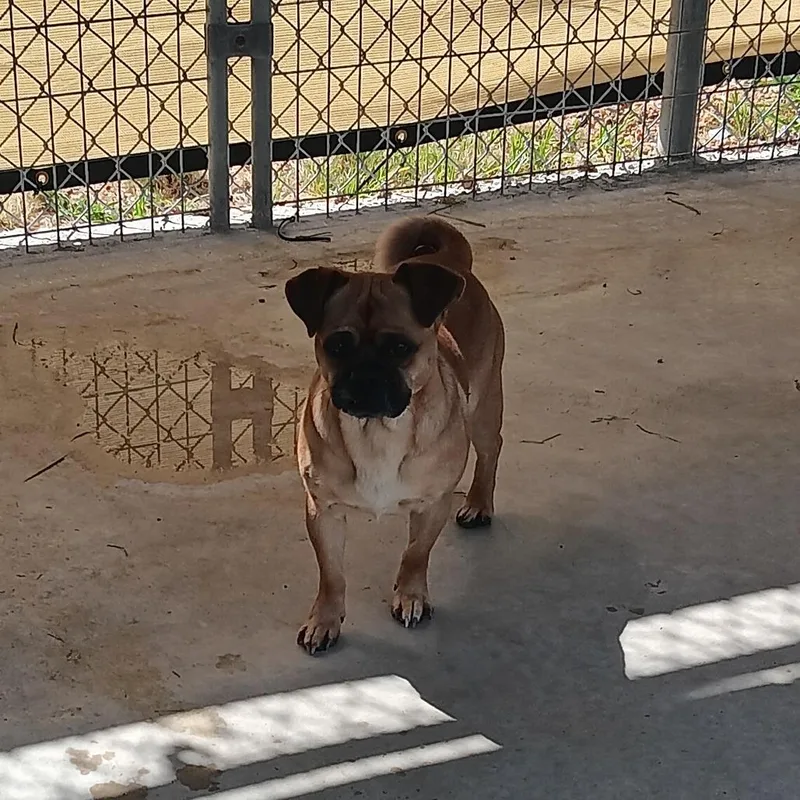 A young small-sized male Brown / Chocolate Pug dog named Ollie for adoption in Elizabeth City, NC