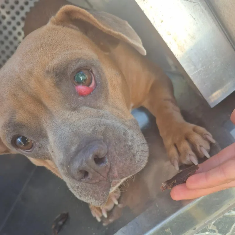 An adult medium-sized female Brown / Chocolate Mixed Breed dog named StrayLonDrive for adoption in Columbus, GA