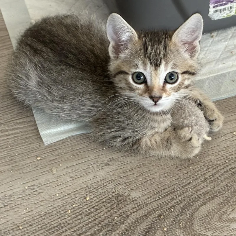 A baby small-sized male Gray / Blue / Silver Domestic Short Hair cat named Amin for adoption in Upland, CA