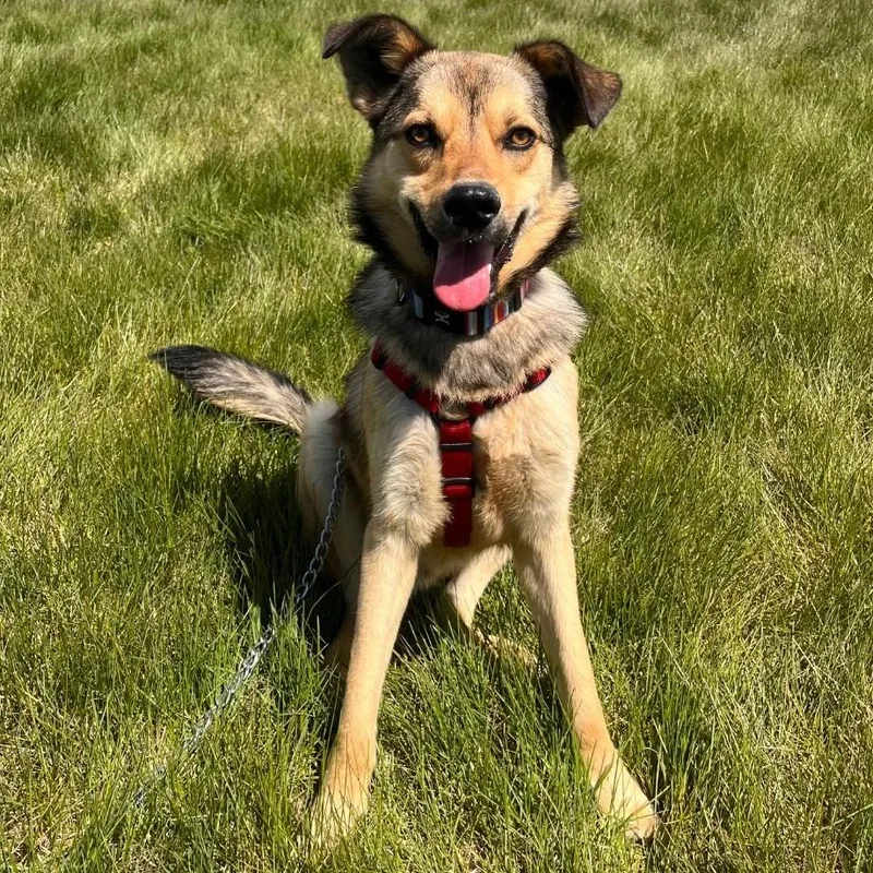 A young large-sized male Australian Cattle Dog / Blue Heeler dog named Wile E. Coyote for adoption in Logan, UT