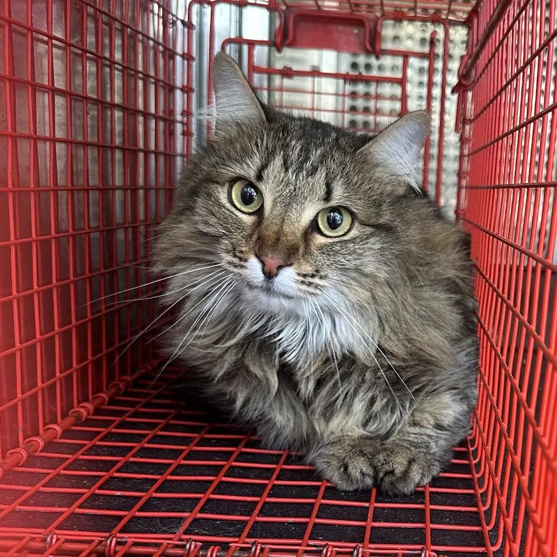 An adult medium-sized female Brown / Chocolate Domestic Medium Hair cat named Lil' Miss Diva for adoption in Birmingham, AL