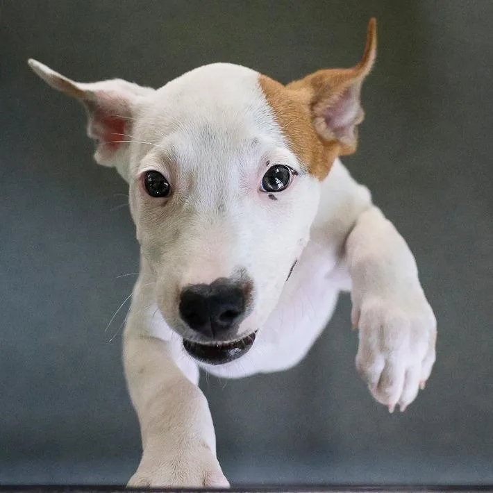 A baby medium-sized female White / Cream Australian Cattle Dog / Blue Heeler dog named Jolene for adoption in Bradenton, FL