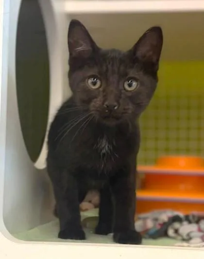 A baby small-sized female Black Domestic Short Hair cat named Fendi for adoption in Kansas City, MO