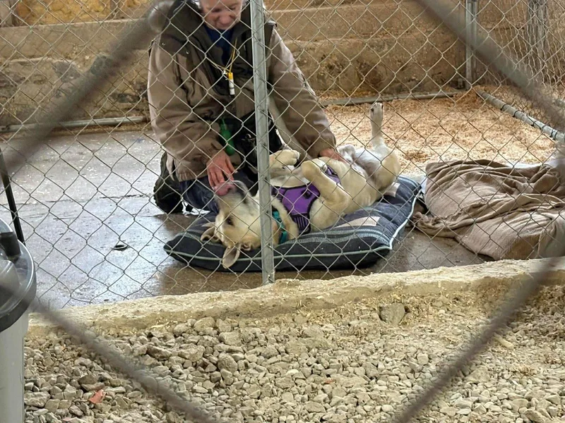 A young large-sized male Labrador Retriever dog named Harley for adoption in Livonia, MI