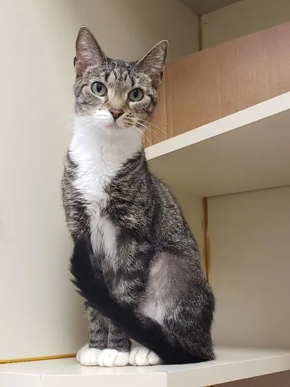 An adult medium-sized female Domestic Short Hair cat named Lorilei for adoption in Fairfax, VA