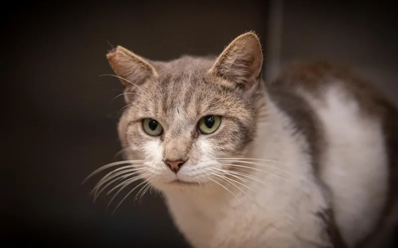 An adult medium-sized male Domestic Short Hair cat named Cubby for adoption in Lincoln, CA