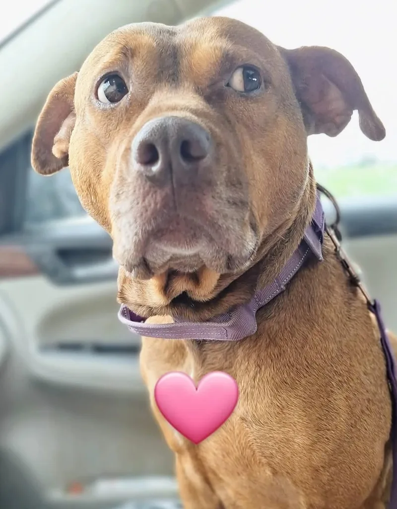 Chanelle thumbnail 4