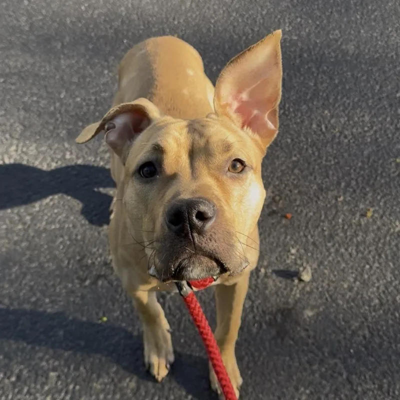 A young medium-sized male Mixed Breed dog named Koi for adoption in Medford, NY