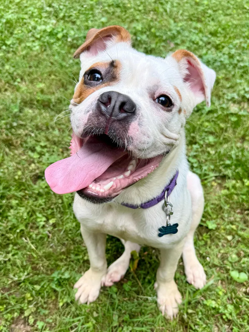A young medium-sized male English Bulldog dog named Gordon for adoption in Winder, GA