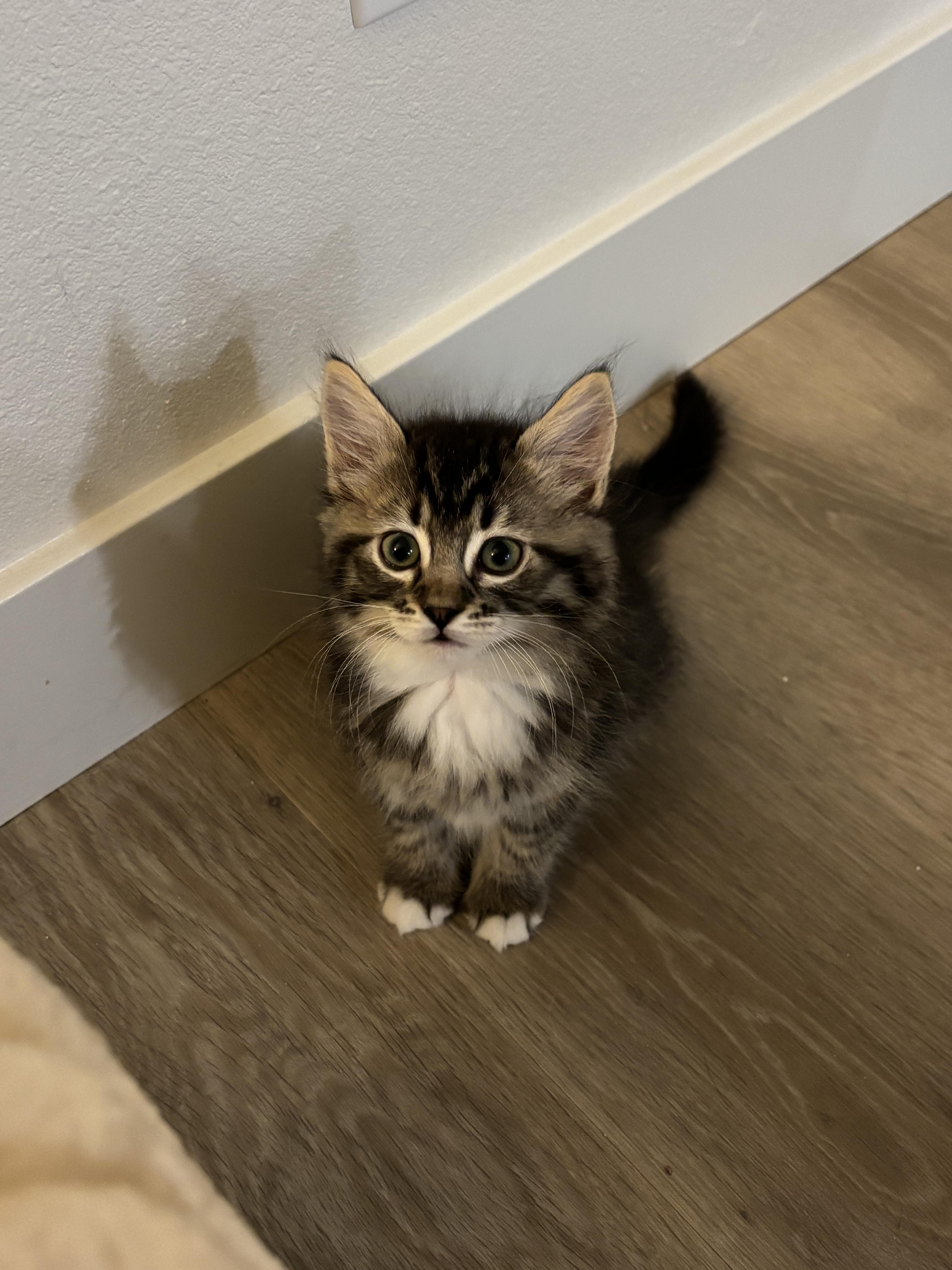 A baby medium-sized female Tabby (Brown / Chocolate) Domestic Medium Hair cat named Lavender & Sprouts for adoption in Davis, CA