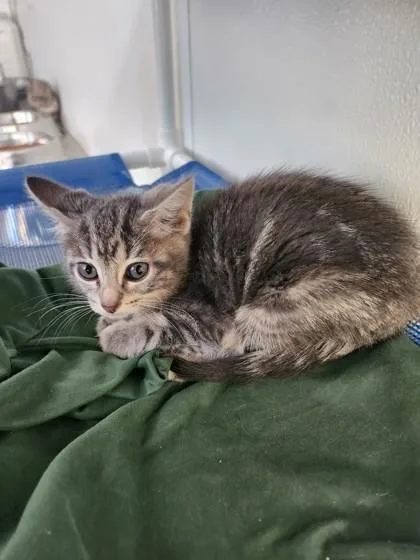 A baby small-sized female Domestic Short Hair cat named Fountain for adoption in West Chester, PA