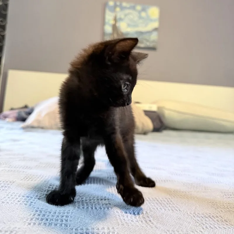 A baby small-sized female Black American Shorthair cat named Charlie Brown for adoption in Brooklyn, NY
