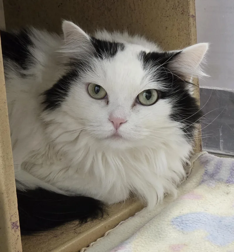 An adult medium-sized female White Domestic Long Hair cat named Luna for adoption in Millville, UT