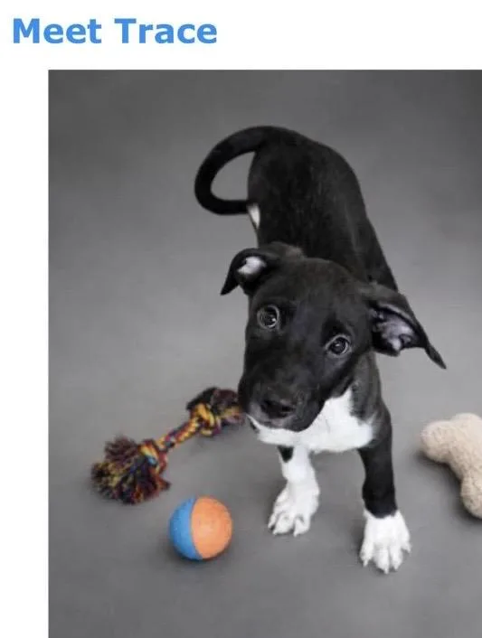 A young medium-sized male Black Labrador Retriever dog named Trace for adoption in Kenhorst, PA