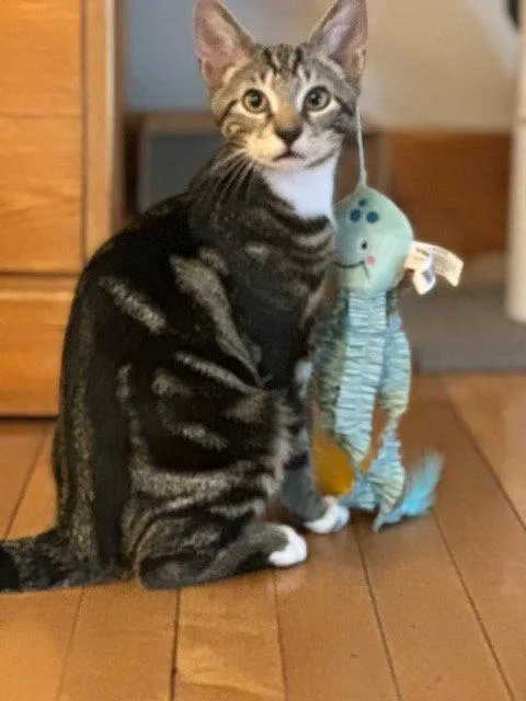 A young medium-sized male Domestic Short Hair cat named Tipsy for adoption in Ocean Pines, MD
