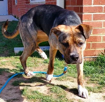 An adult large-sized female Mixed Breed dog named Royal for adoption in Fairfax, VA