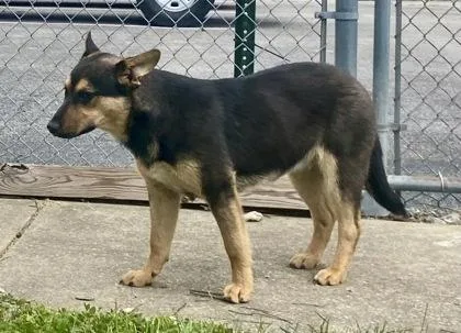A young large-sized male Yellow / Tan / Blond / Fawn German Shepherd Dog dog named Nash for adoption in Glasgow, KY