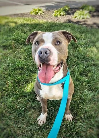 A young medium-sized male Pit Bull Terrier dog named Brillo for adoption in Dayton, OH