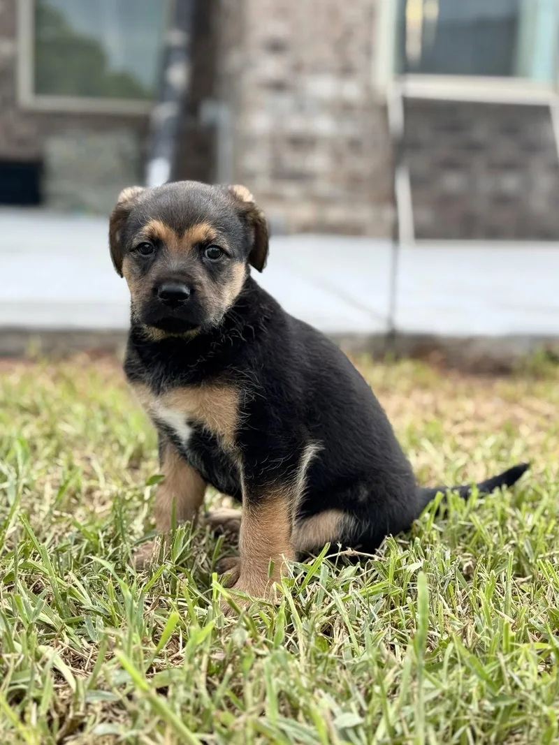 A baby medium-sized male Schnauzer dog named Goku for adoption in Rosenberg, TX