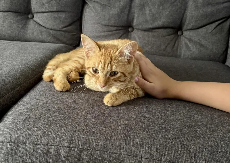 A baby small-sized male Domestic Short Hair cat named Dorito for adoption in Ferndale, MI