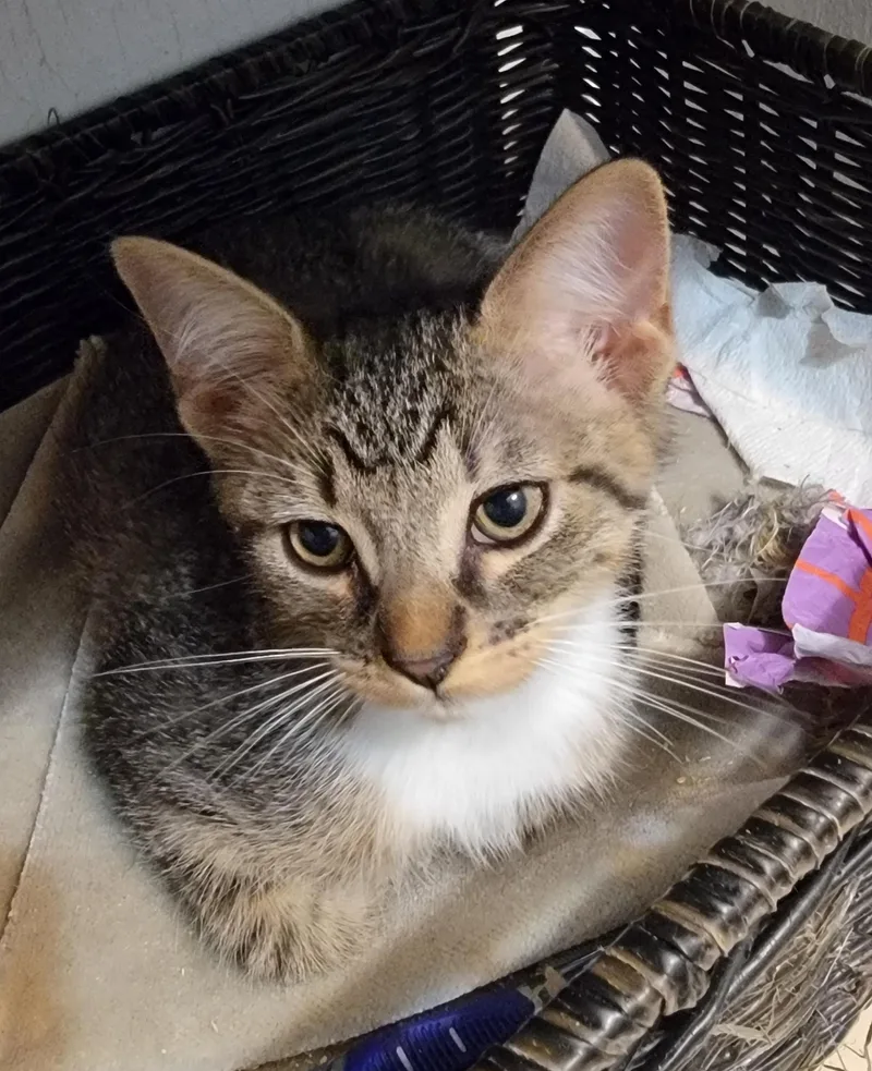 A young medium-sized male Tabby (Brown / Chocolate) Domestic Short Hair cat named Sabri for adoption in Houston, TX