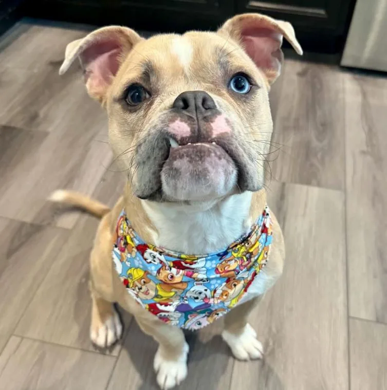 Canelo