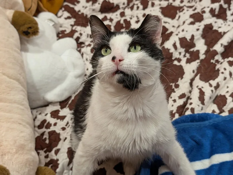 An adult medium-sized male Black & White / Tuxedo Domestic Short Hair cat named Sesame for adoption in Aurora, CO