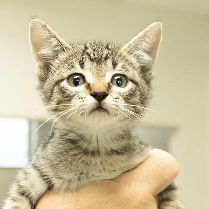 A baby medium-sized female Tabby (Gray / Blue / Silver) Domestic Short Hair cat named Twix for adoption in Slidell, LA