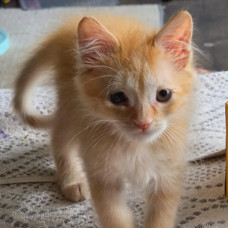 A baby small-sized female Orange / Red Domestic Medium Hair cat named Kit Kat for adoption in West Olive, MI