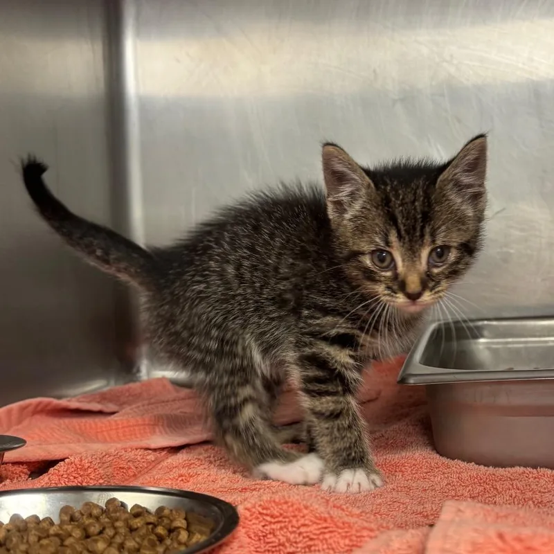 A baby small-sized male Gray / Blue / Silver Domestic Short Hair cat named Sparrow for adoption in Birmingham, AL