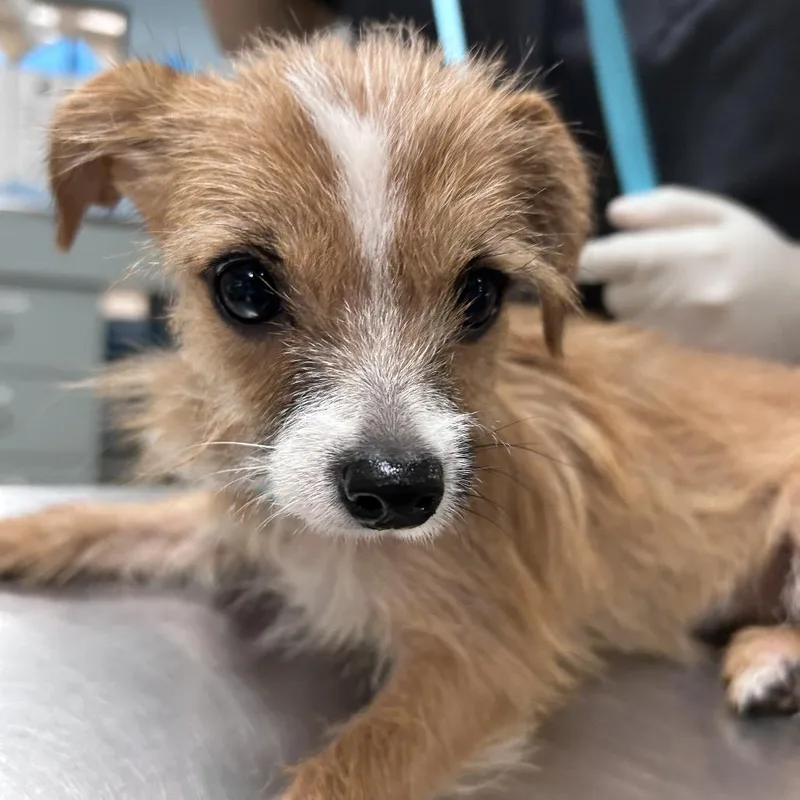A young small-sized female Brown / Chocolate Mixed Breed dog named Khloe for adoption in Jacksonville, FL