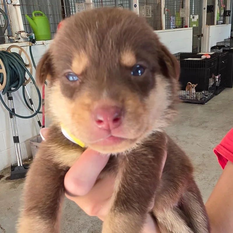 A baby small-sized female Brown / Chocolate Mixed Breed dog named Cadence for adoption in Leander, TX