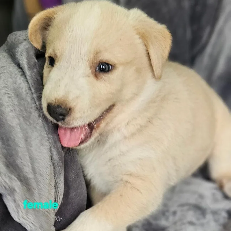 A baby medium-sized female White / Cream Australian Shepherd dog named Aero for adoption in Rockville, MD