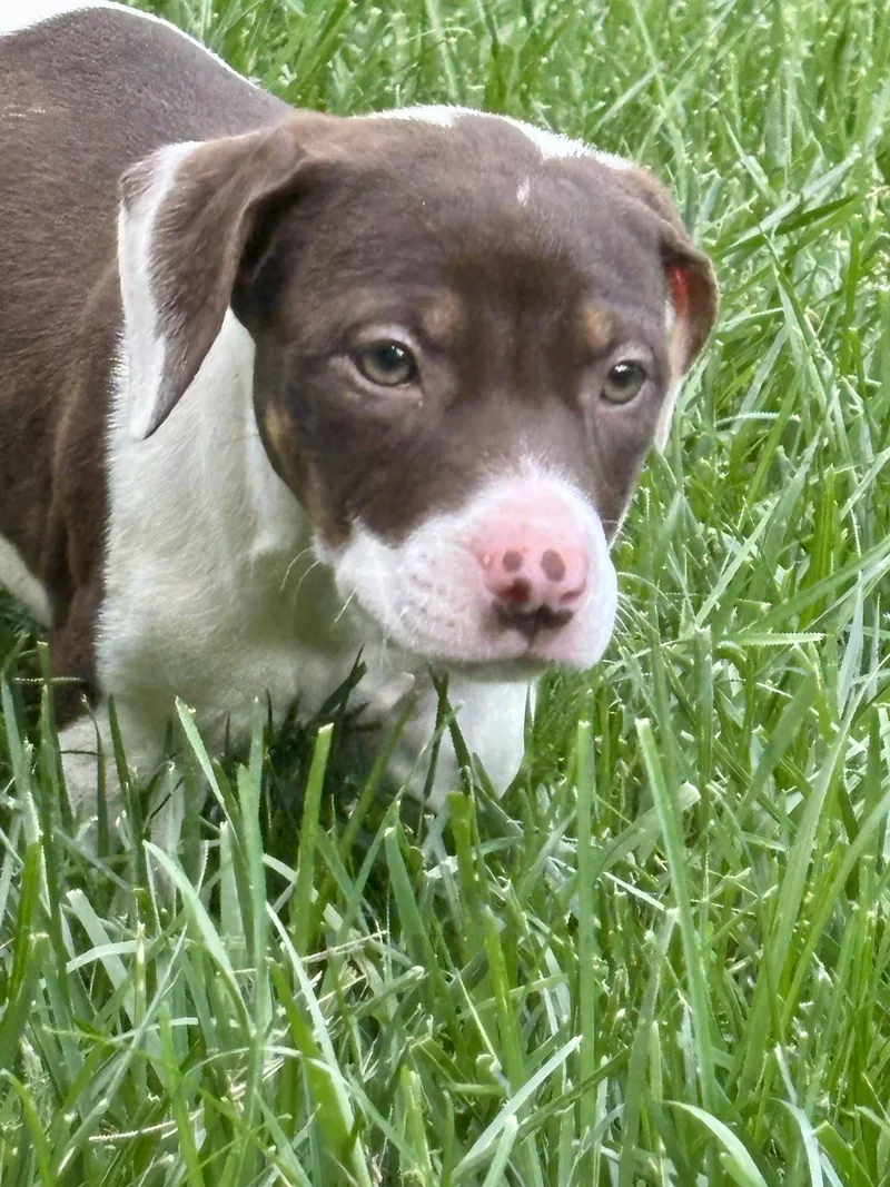 A baby medium-sized female Pit Bull Terrier dog named Langley for adoption in Barnhart, MO