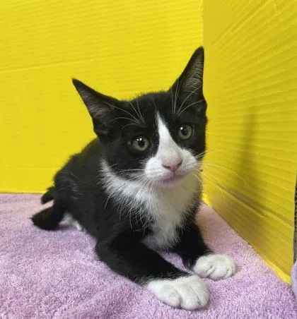 A baby small-sized male Domestic Short Hair cat named Garry for adoption in Houston, TX