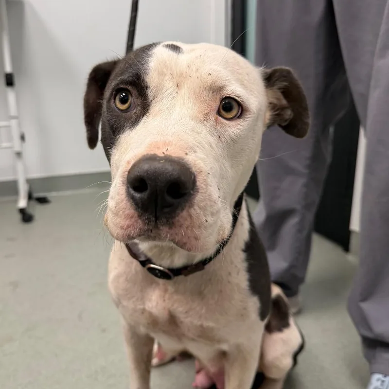 An adult medium-sized female Pit Bull Terrier dog named Narnia for adoption in Abilene, TX