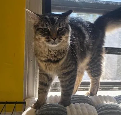 A young medium-sized male Domestic Medium Hair cat named Mr Big for adoption in Clinton, MO