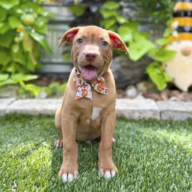 A baby medium-sized male Red / Chestnut / Orange Pit Bull Terrier dog named Baxter for adoption in Southport, CT