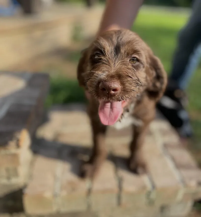 A baby medium-sized male Wirehaired Pointing Griffon dog named Curtis white for adoption in Saunderstown, RI