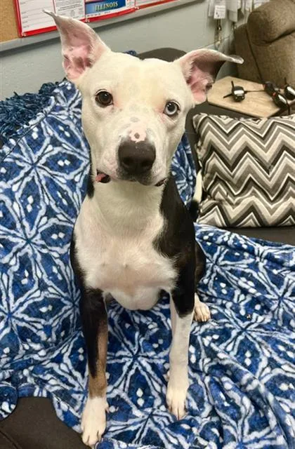 An adult medium-sized male Pit Bull Terrier dog named Witcher for adoption in Peoria, IL