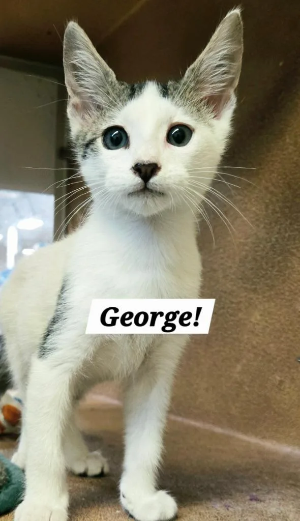 A baby small-sized male Domestic Short Hair cat named George for adoption in San Antonio, TX