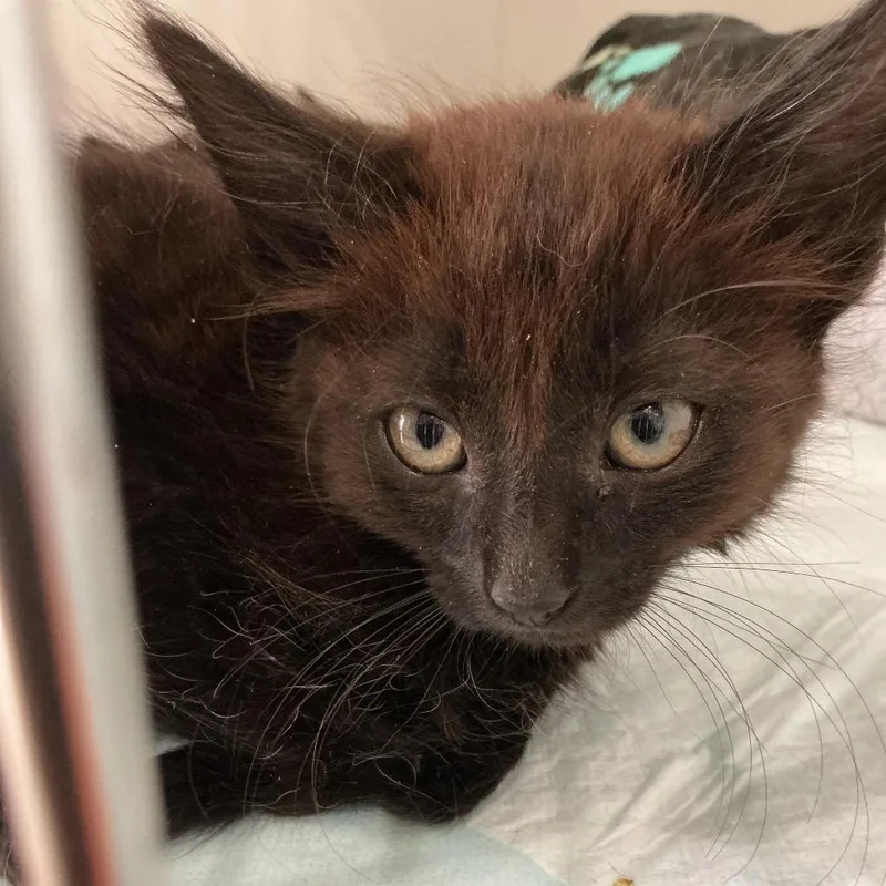 A baby small-sized female Black Domestic Short Hair cat named Jody for adoption in Elizabeth City, NC