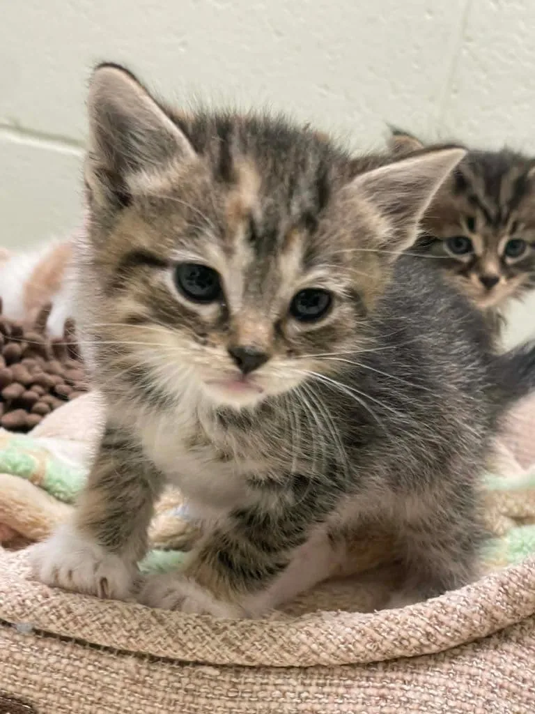 A baby medium-sized female Domestic Short Hair cat named Evil' Lyn for adoption in Hamilton, OH